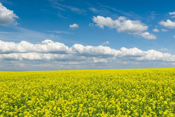 Gelbes Rapsfeld und blauer Himmel, eine wunderschöne Frühlingslandschaft — Stockfoto