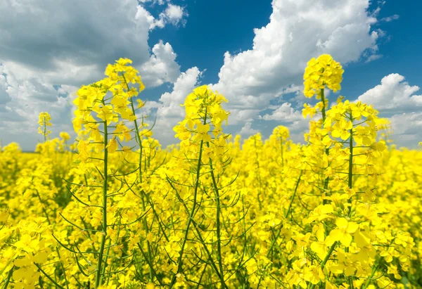 Nahaufnahme von gelbem Rapsfeld und blauem Himmel — Stockfoto