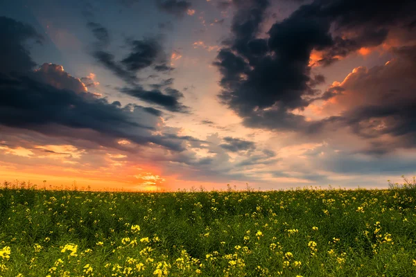 Puesta de sol en el campo de colza amarillo — Foto de Stock