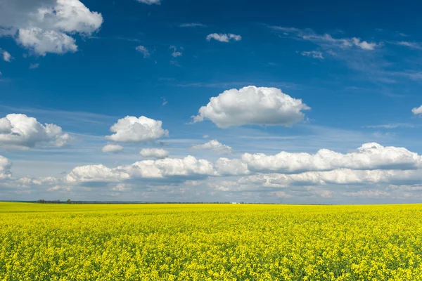 Gelbes Rapsfeld und blauer Himmel, eine wunderschöne Frühlingslandschaft — Stockfoto