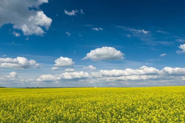 Gelbes Rapsfeld und blauer Himmel, eine wunderschöne Frühlingslandschaft — Stockfoto