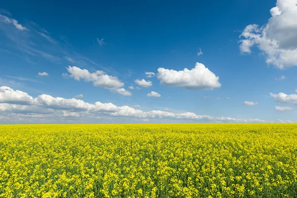 Campo de colza amarillo y cielo azul, un hermoso paisaje primaveral — Foto de Stock