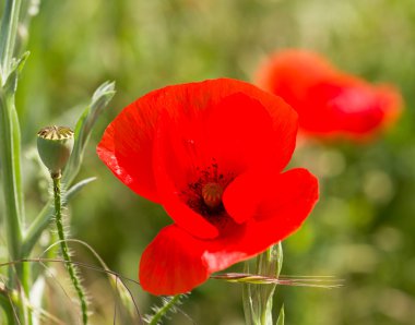 çayır üzerinde haşhaş çiçeği