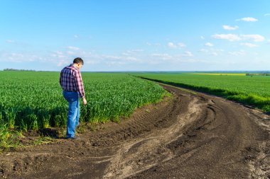 Bir çiftçi olarak tarlada ekose gömlek ve kot giymiş, buğday, arpa, çavdar ya da diğer mısır gevreklerinden oluşan taze lahanaları denetliyor ve denetliyor, bir tarım ve tarım kavramı.