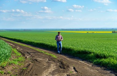 Bir çiftçi olarak tarlada ekose gömlek ve kot giymiş, buğday, arpa, çavdar ya da diğer mısır gevreklerinden oluşan taze lahanaları denetliyor ve denetliyor, bir tarım ve tarım kavramı.