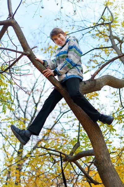 Portrét Chlapce Podzimním Parku Dítě Vylezlo Strom Hrálo — Stock fotografie