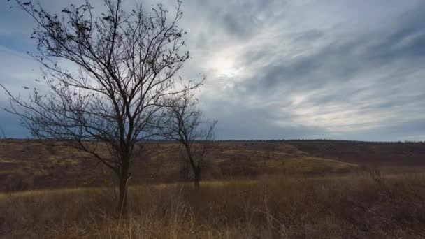 Zeitraffer Spätherbstliche Landschaft Düstere Natur Dunkler Himmel Kahle Zweige Von — Stockvideo