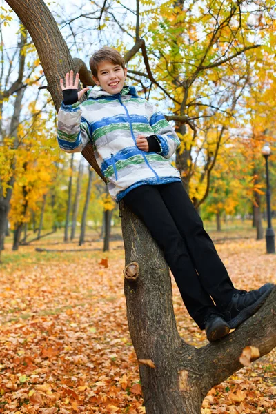 Portret Chłopca Jesiennym Parku Chłopiec Wspiął Się Drzewo Bawił — Zdjęcie stockowe