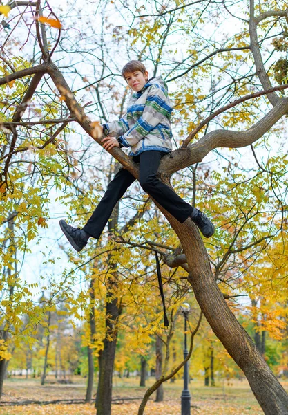 Portret Chłopca Jesiennym Parku Dziecko Wspięło Się Drzewo Bawiło — Zdjęcie stockowe