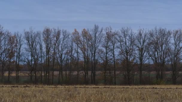 秋末的风景 阴暗的自然 漆黑的天空 光秃秃的无叶树枝 空旷的农田 排成一排的树木 — 图库视频影像