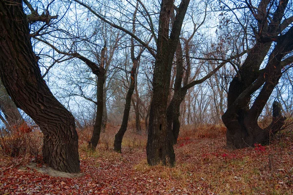 Paysage Naturel Sauvage Fin Saison Automnale Branches Nues Arbres Sans — Photo