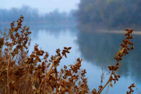 Wilde Naturlandschaft Spätherbst Dornengras Flussufer Kahle Zweige Von Bäumen Ohne — Stockfoto