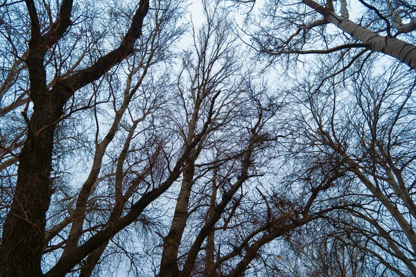 荒凉的自然景观 深秋季节 光秃秃的树枝没有叶子 多云的天气有薄雾 森林有轮廓的树木 — 图库照片