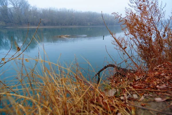 野生の自然景観 晩秋の季節 川岸の草 葉のない木の裸の枝 霞のかかった曇りの天気 木々のシルエットの森 — ストック写真