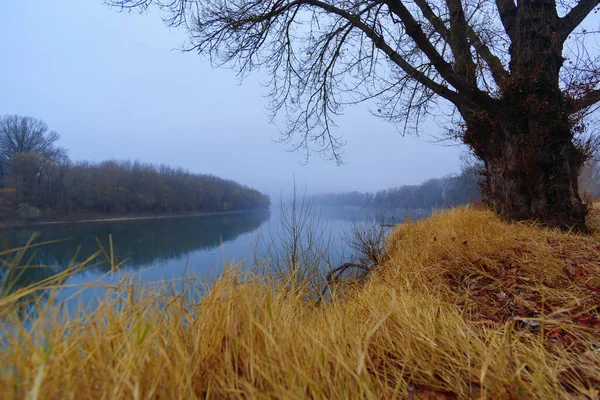 Дикий Природний Пейзаж Пізній Осінній Сезон Річка Голі Гілки Дерев — стокове фото