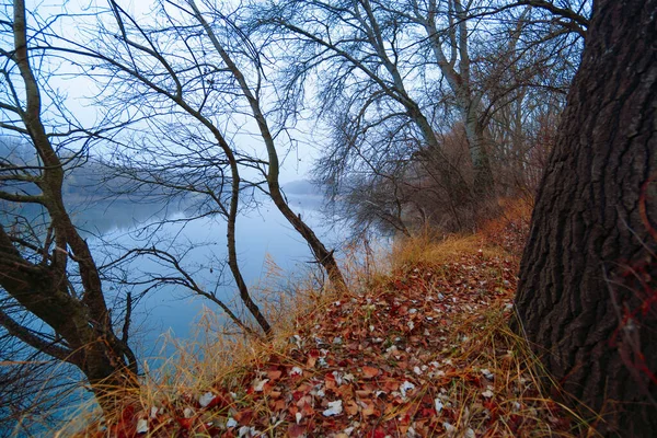 Paysage Naturel Sauvage Fin Saison Automnale Branches Nues Arbres Sans — Photo