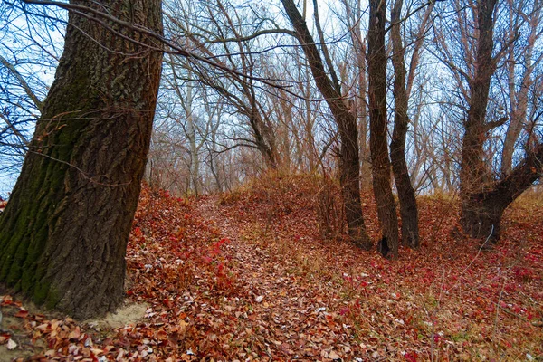 荒凉的自然景观 深秋季节 一条穿过沼泽地的小路 光秃秃的树枝没有叶子 多云的天气笼罩着薄雾 森林里有树木的轮廓 — 图库照片