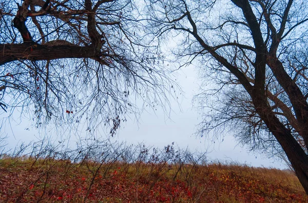 Dziki Krajobraz Późna Jesień Nagie Gałęzie Drzew Bez Liści Zachmurzona — Zdjęcie stockowe