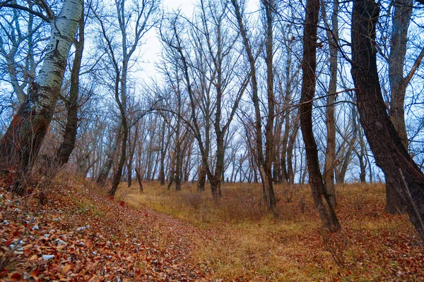 荒凉的自然景观 深秋季节 一条穿过沼泽地的小路 光秃秃的树枝没有叶子 多云的天气笼罩着薄雾 森林里有树木的轮廓 — 图库照片