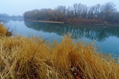 vahşi doğa, sonbahar mevsiminin sonları, nehir, yapraksız ağaçların çıplak dalları, sisli bulutlu hava, ağaçların silueti olan orman.