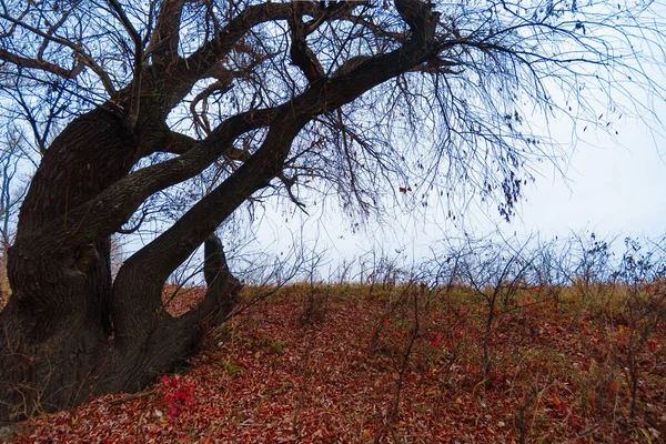 野生の自然景観 晩秋の季節 葉のない木の裸の枝 霞のかかった曇りの天気 木々のシルエットの森 — ストック写真