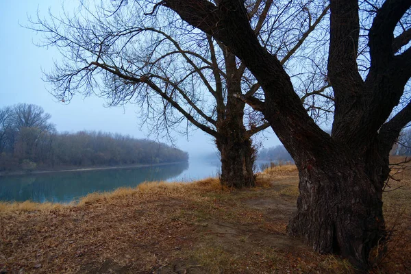 Дикий Природний Пейзаж Пізній Осінній Сезон Голі Гілки Дерев Листя — стокове фото