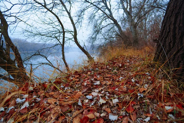 늦가을의 나뭇잎 나무의 안개가 나무의 실루엣 — 스톡 사진