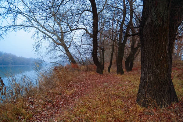 늦가을의 나뭇잎 나무의 안개가 나무의 실루엣 — 스톡 사진
