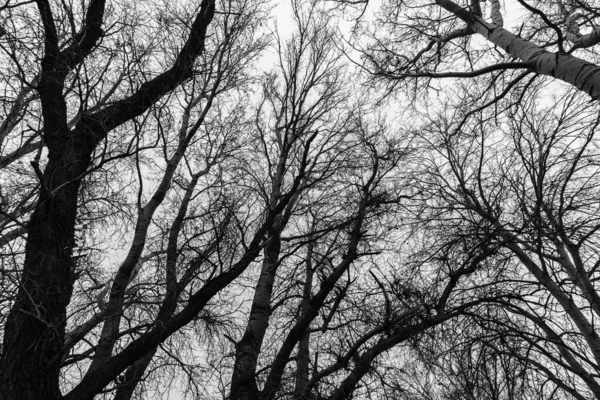 하얀색의 늦가을 나뭇잎 나무의 안개가 나무의 실루엣 — 스톡 사진