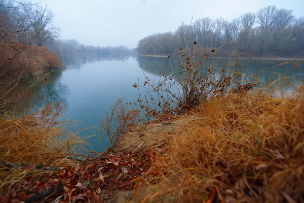 가을철 강둑의 나뭇잎 나무의 안개가 의나무의 실루엣 — 스톡 사진