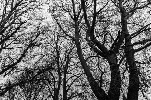 Чорно Біле Фото Дикого Природного Пейзажу Пізнього Осіннього Сезону Голі — стокове фото