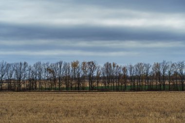 dramatik manzara, sonbaharın sonları, kuru buğdaylı tarım tarlası yapraksız ağaç dalları, bulutlu hava