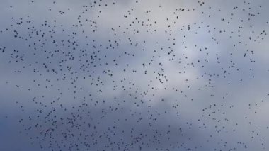 Akşamları bulutlu gökyüzünde büyük bir kara kuş sürüsü uçar.