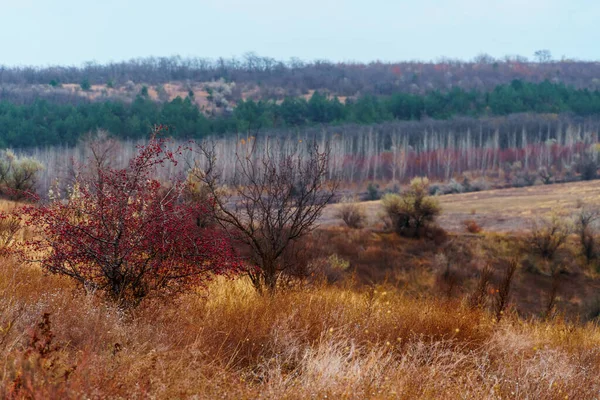 Bela Paisagem Selvagem Final Outono Árvores Com Folhas Coloridas Tempo — Fotografia de Stock