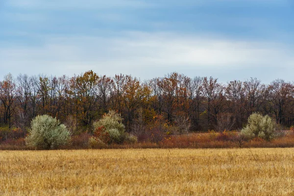 Dramatische Landschaft Spätherbst Landwirtschaftliches Feld Mit Trockenem Weizen Kahle Äste — Stockfoto