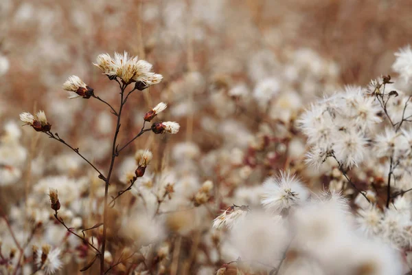 野生の花晩秋の風景乾燥した草や植物 — ストック写真