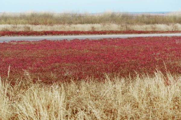 Dzikie Kwiaty Późną Jesienią Krajobraz Sucha Trawa Rośliny — Zdjęcie stockowe