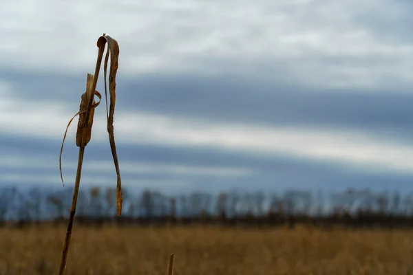 Paesaggio Drammatico Fine Autunno Campo Agricolo Con Grano Secco Rami — Foto Stock