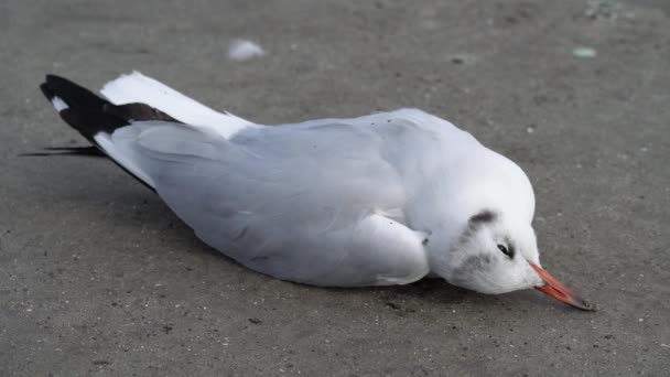 Kumda Ölü Bir Kuş Bir Martı — Stok video