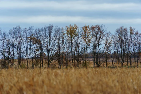 Dramatic Landscape Late Autumn Agricultural Field Dry Wheat Bare Branches — Stock Photo, Image