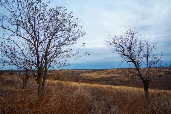 Piękny Dziki Krajobraz Późna Jesień Gołe Gałęzie Drzew Bez Liści — Zdjęcie stockowe