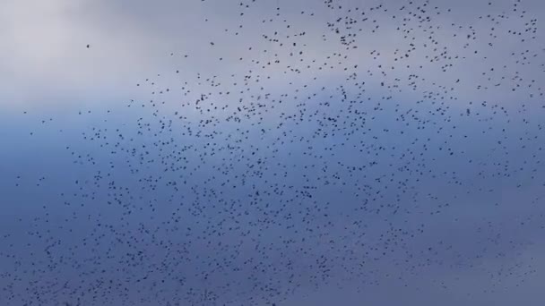 Una Gran Bandada Aves Negras Vuela Por Noche Cielo Nublado — Vídeo de stock