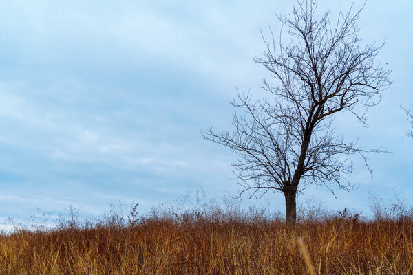 beautiful wild landscape, late autumn, bare branches of trees without leaves, cloudy weather