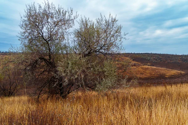 Красивий Дикий Пейзаж Пізня Осінь Дерева Барвистим Листям Похмура Погода — стокове фото