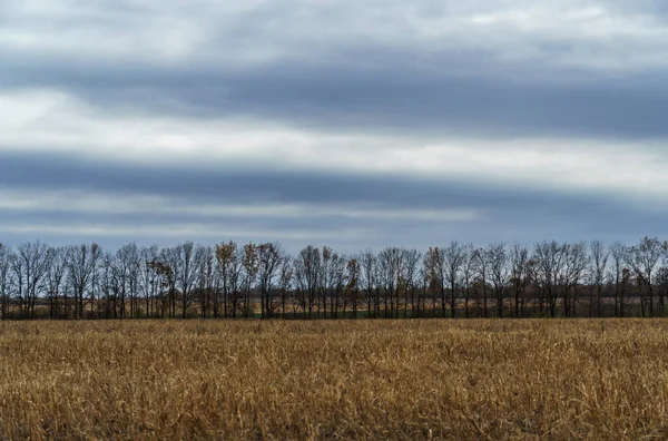 Dramatic Landscape Late Autumn Agricultural Field Dry Wheat Bare Branches — Stock Photo, Image