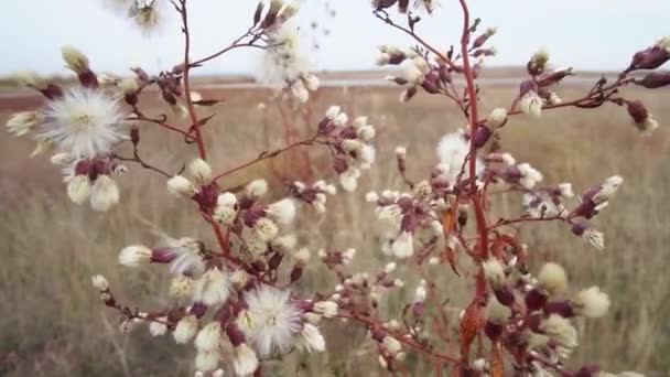 Vilda Blommor Senhösten Landskap Maskros Torrt Gräs Och Växter — Stockvideo