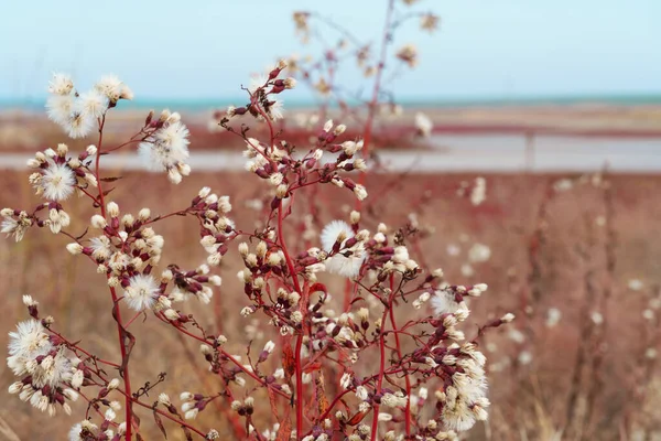 Άγρια Λουλούδια Στα Τέλη Του Φθινοπώρου Τοπίο Ξηρό Γρασίδι Και — Φωτογραφία Αρχείου