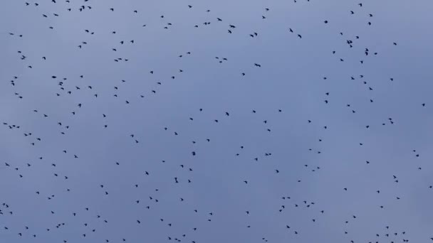 夕方になると大きな黒い鳥が空を飛んできて — ストック動画