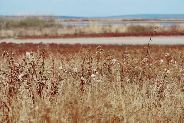 Vilda Blommor Senhösten Landskap Torrt Gräs Och Växter — Stockfoto