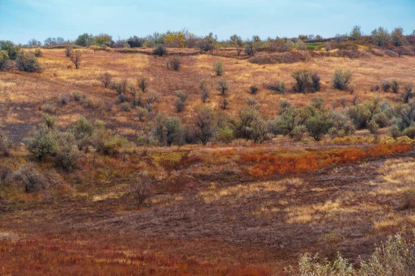 Mooi Wild Landschap Late Herfst Kleurrijk Droog Gras Bomen Bewolkt Rechtenvrije Stockfoto's